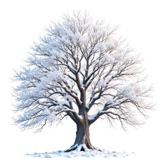 Obraz premium Majestic snow covered winter tree isolated transparent background perfect for holiday designs and winter scenes