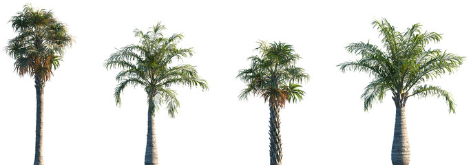 Set of 2 Sabal palmetto and 2 Ravenea rivularis frontal palms set isolated png on a transparent background perfectly cutout © Viktoria