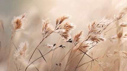 Obraz premium Close-up of graceful dry ornamental grass, gently swaying in the breeze. The image evokes a sense of calm and serenity.