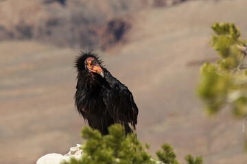 California Condor looking into the Grand Canyon