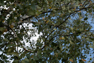 photo A beautiful view of lush green leaves and branches against a bright blue sky, capturing the essence of nature's tranquility and the peacefulness of a wooded sanctuary