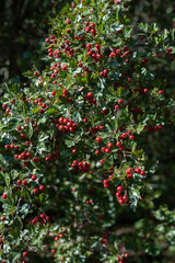 photo Vibrant Red Berries and Lush Green Leaves of the Hawthorn Plant Captured in the Sunlight, Showcasing the Beauty of Nature and Its Abundant Harvest in a Rich Garden Setting