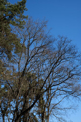 a serene winter scene with bare trees stretching against a vibrant blue sky, capturing the stark beauty and silent stillness of a cold yet calm day in nature. horizon, raw, uncluttered, refreshing
