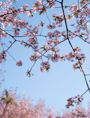 serene view of cherry blossom branches in full bloom against a clear blue sky, showcasing delicate pink flowers and tender green leaves in a tranquil spring setting. breezy, graceful, zen