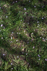 scattered pink petals gently adorn lush green grass, creating a serene and natural scene with soft textures and scattered light shadows on a sunny day. petal, picturesque, blossom, spring, placid
