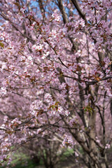 lush cherry blossom trees in full bloom under clear blue sky, embracing springs vibrant beauty and creating a serene, picturesque atmosphere in a tranquil garden setting, colorful, seasonal