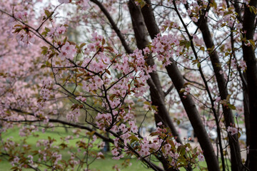 serene close-up of blooming cherry blossom trees in a lush green park setting with delicate pink flowers signaling the arrival of spring underneath a soft sky, renewal, picturesque, vibrant, fresh