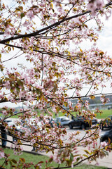 delicate cherry blossoms blooming amidst urban backdrop of park and vehicles on a bright spring day creating a harmonious contrast between nature and city life, weather, growth, rejuvenation