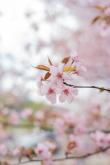 close-up of delicate pink cherry blossoms in full bloom, captured against a softly blurred background with gentle aesthetic and subtle hints of green and brown leaves, view, colorful, growth