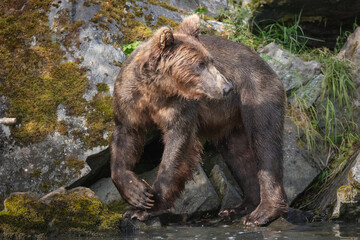 Fototapete bei efototapeten.de bestellen   