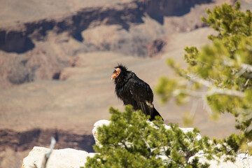 California Condor looking into the Grand Canyon