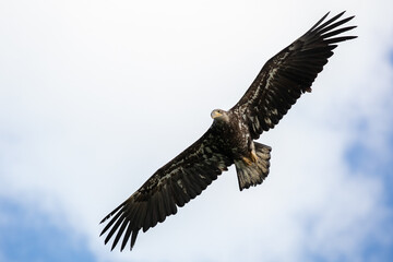 Juvenile bald eagle against the sky