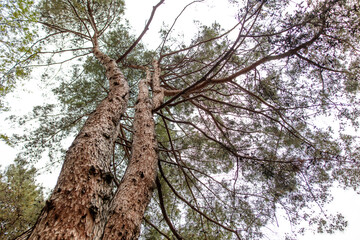 Naklejka premium A tree with a trunk that is very thick and has a lot of bark