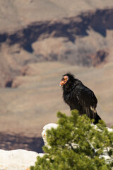 California condor looking into the Grand Canyon
