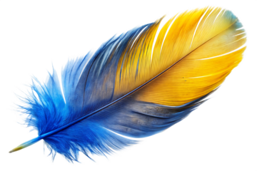 A high-quality image of a colorful bird feather isolated on white background. PNG