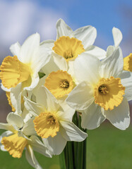 Fototapeta premium Yellow Narcissus Flower as a Symbol of Narcissism, Personality Disorder, and Self-Reflection