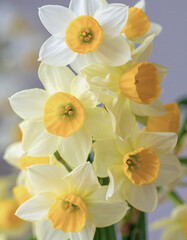 Yellow Narcissus Flower as a Symbol of Narcissism, Personality Disorder, and Self-Reflection