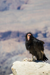 California Condor looking into the Grand Canyon