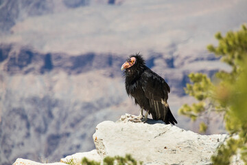California Condor looking into the Grand Canyon