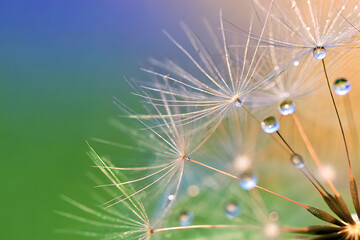 Fototapeta premium Close-up of a dandelion exhibiting a dreamy and delicate appearance, highlighting the macro details of its white fluffy seeds and the abstract texture of nature.