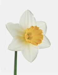 Fototapeta premium Yellow Narcissus Flower as a Symbol of Narcissism, Personality Disorder, and Self-Reflection