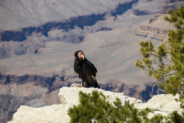 California Condor looking into the Grand Canyon