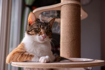 A calico cat with a mix of orange, black, and white fur lounges comfortably on a wooden cat tree...