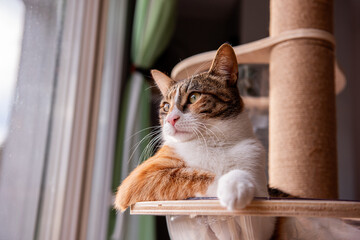 A calm and curious cat lounges on a cat tree, gazing outside through a window. The warm lighting...