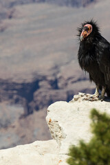 California condor looking into the Grand Canyon