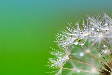 Fototapeta premium Close-up of a dandelion exhibiting a dreamy and delicate appearance, highlighting the macro details of its white fluffy seeds and the abstract texture of nature.