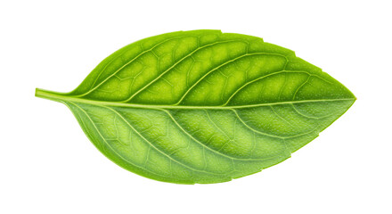 Obraz premium Basil leaf isolated on transparent background. Single fresh green leaf png. Aromatic herb for culinary use. Design element.
