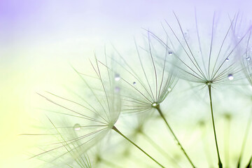 close-up of a dandelion exhibiting a dreamy and delicate look, highlighting the intricate macro details of its white, fluffy seeds and abstract natural texture.
