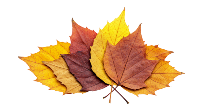 Autumn leaves isolated on transparent background. Colorful fall foliage png. Seasonal decoration for autumn designs. Design element. - Powered by Adobe