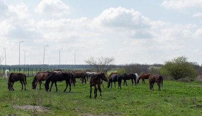 horses in the field