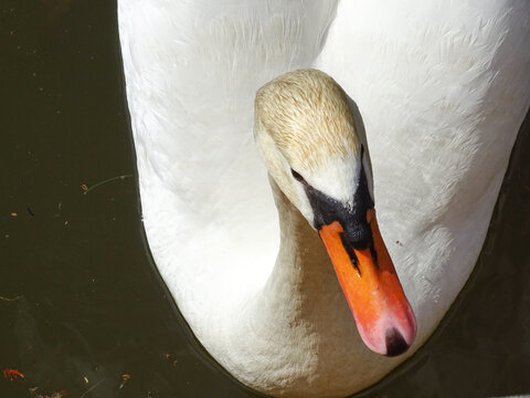 White swan on the water