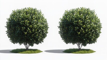 Two perfectly manicured shrubs embody elegant simplicity against a pristine white background with soft