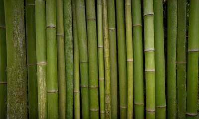 Obraz premium Serene vertical bamboo stalk arrangement for an authentic natural vibe