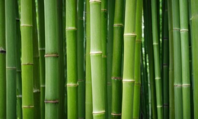 Fototapeta premium Lush Bamboo Forest: Serene Greenery for Meditation and Relaxing Concept