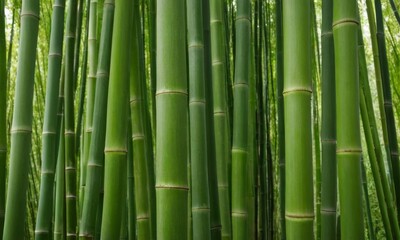 Lush bamboo grove showcasing dense verdant stalks and natural serenity