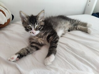 Cute little cat lying on the bed - sleepy kitten 