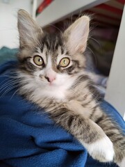 Cute little cat portrait