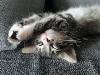 Cute little cat lying on the bed - sleepy kitten 