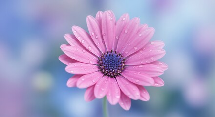 Obraz premium Pink Flower Blooming with Water Droplets in Soft Light