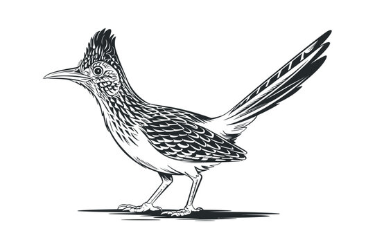 Monochrome Greater Roadrunner Illustration With Detailed Feathering Standing Tall And Sharp Artistic Black And White Render Isolated