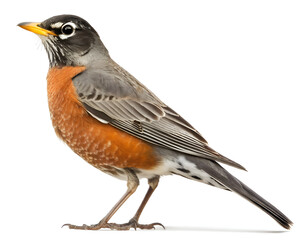 Obraz premium side profile american robin bird on white background