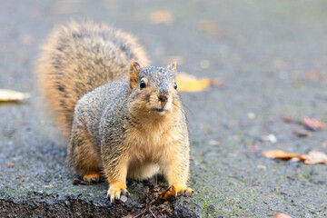 Cute Squirrel Standing Alert on a Wet Pavement in Autumn