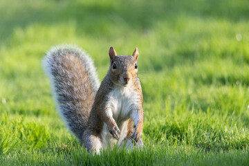 Alert Squirrel Standing Upright on a Lush Green Lawn