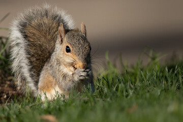 Gray Squirrel Eating While Sitting in the Grass on a Sunny Day