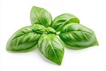 Fresh Green Basil Leaves on White Background