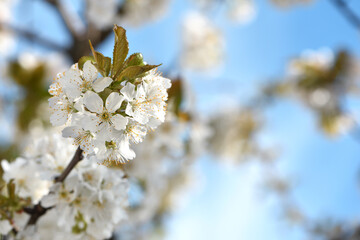 white flowers. cherry blossom tree in garden spring. lush flowering, on a branch. cherry blossom beautiful frame background texture. flowering season. fruit tree, gardening. close-up, macro photo